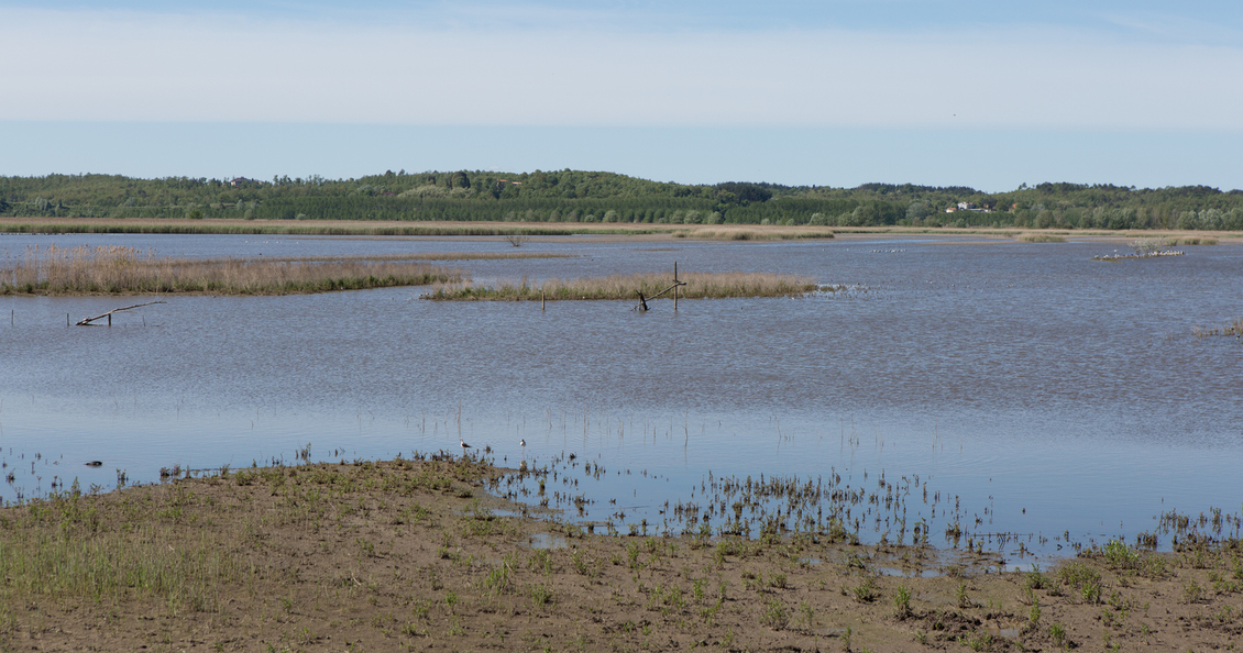 wildlife and birdwatching in Tuscany starting from villa alfresco 